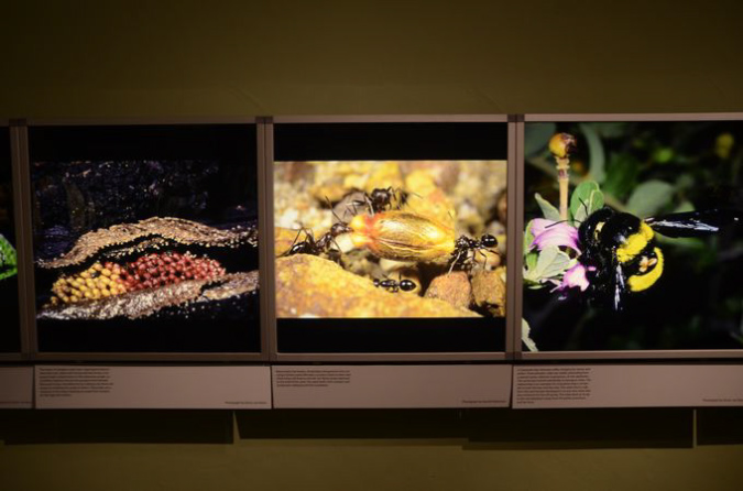 Wasp_exhibition__DSC3463